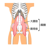 腸腰筋