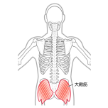 大臀筋