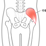 中臀筋