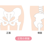 骨盤のイラスト