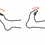 足首の運動　イラスト