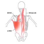 背中の筋肉