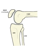 膝関節