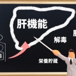 肝機能