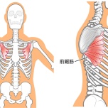 小胸筋と前鋸筋