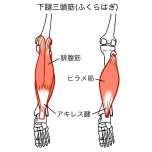 ふくらはぎ