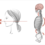 頭と脊椎の構造の確認する