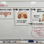 副腎疲労の説明図①