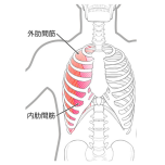 肋間筋