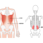 腰まわりの筋肉