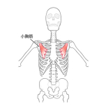 小胸筋