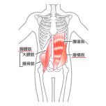 腹横筋・腸腰筋