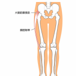 大腿筋膜張筋