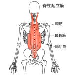 イラスト　脊柱起立筋