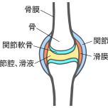 関節のイラスト
