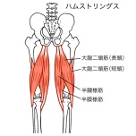ハムストリングス