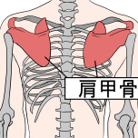 肩甲骨