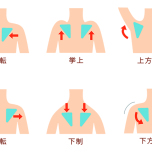 肩甲骨の動き