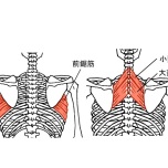 前鋸筋・菱形筋
