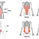 腹筋群、腸腰筋、骨盤底筋イラスト