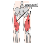 大腿四頭筋