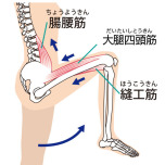 大腿四頭筋と腸腰筋