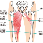 大転子と内転筋群