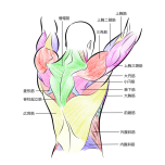 イラスト　三角筋　僧帽筋