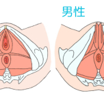 骨盤底筋群