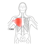 大胸筋