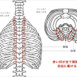 胸椎と肋骨の構造