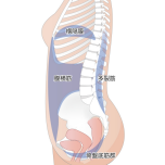 インナーマッスル