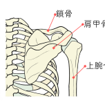 肩の骨