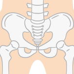 骨盤イメージ