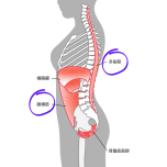 多裂筋 腹横筋 イラスト