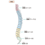 脊柱 イラスト