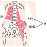 腸腰筋