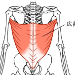 広背筋
