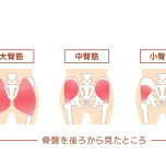 お尻の筋肉