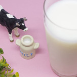 豆乳 vs 牛乳 — ダイエット中のカルシウム＆タンパク質補給、どっちが優秀？