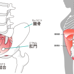 骨盤底筋 インナーユニット イラスト