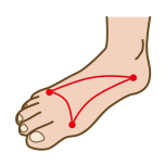 イラスト　足のアーチ