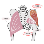 お尻の筋肉