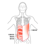 腹斜筋