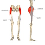 大腿筋膜張筋