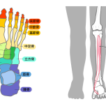 舟状骨 後脛骨筋