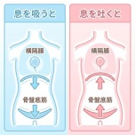 横隔膜と骨盤底筋
