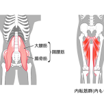 腸腰筋