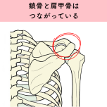 肩甲骨と鎖骨