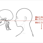 頭と首の仕組み
